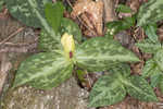 Pale yellow trillium